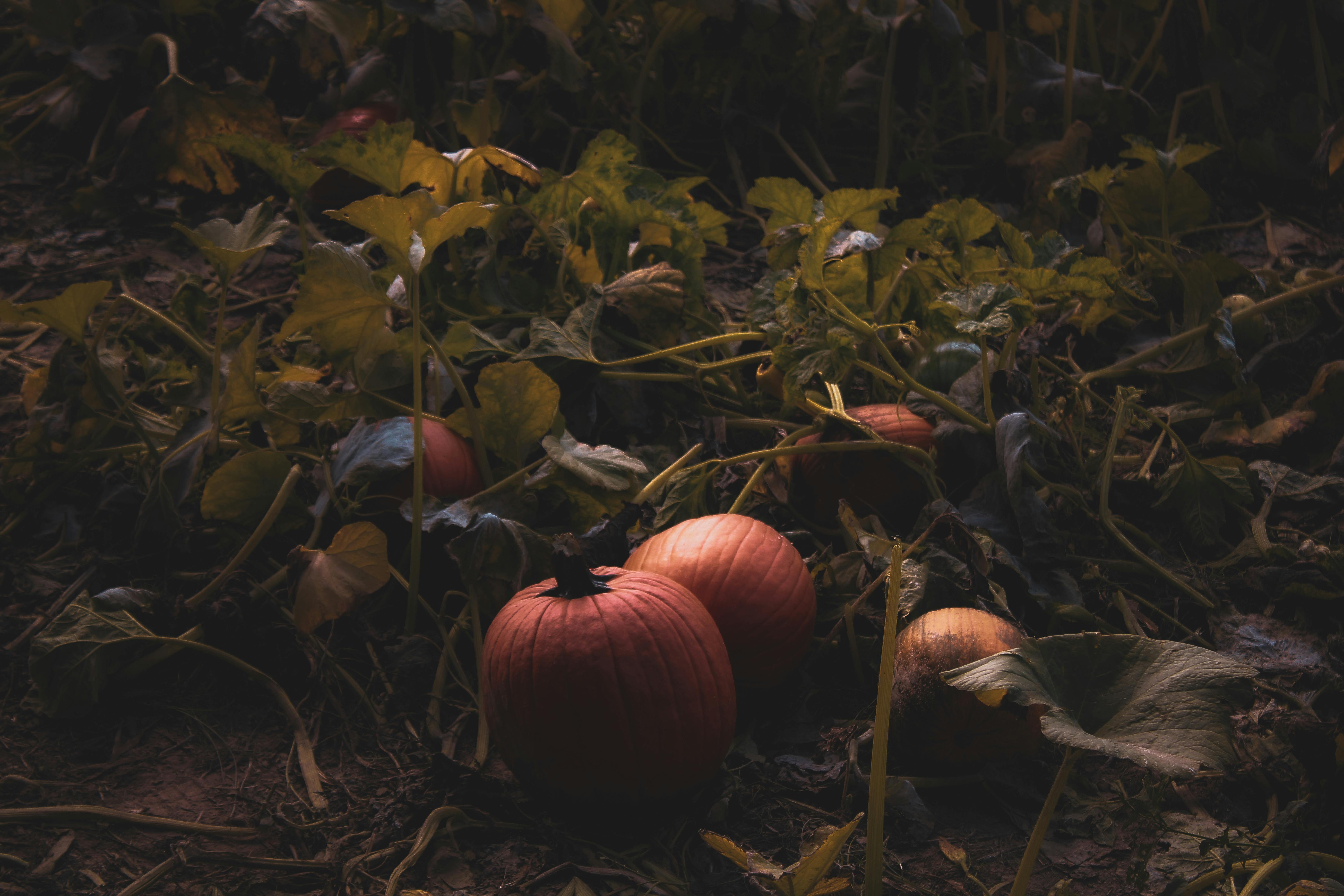 Be a Halloween superhero this year and recycle your pumpkin